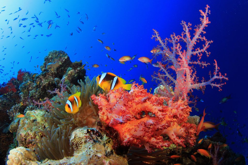 immersioni in thailandia barriera corallina