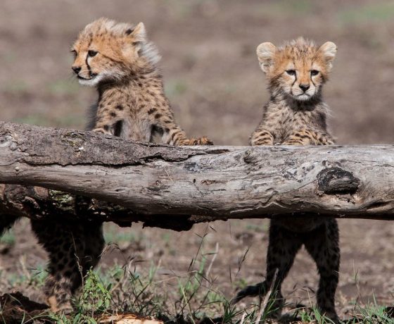 viaggio di nozze tanzania e zanzibar